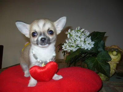 EXKLUZIVNE Civavy - modre, biele, coko